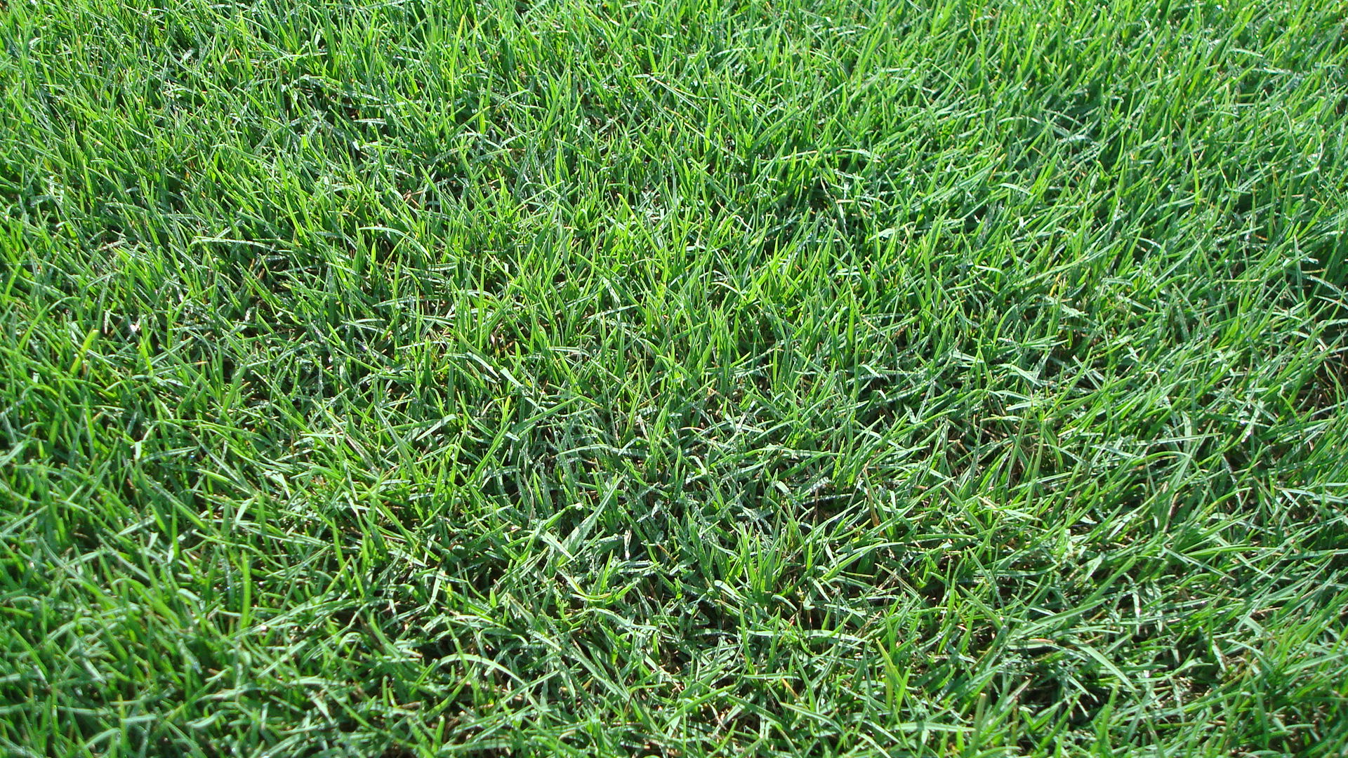 Tifway-419-Bermuda-sod-turf-grass-delivery-prices