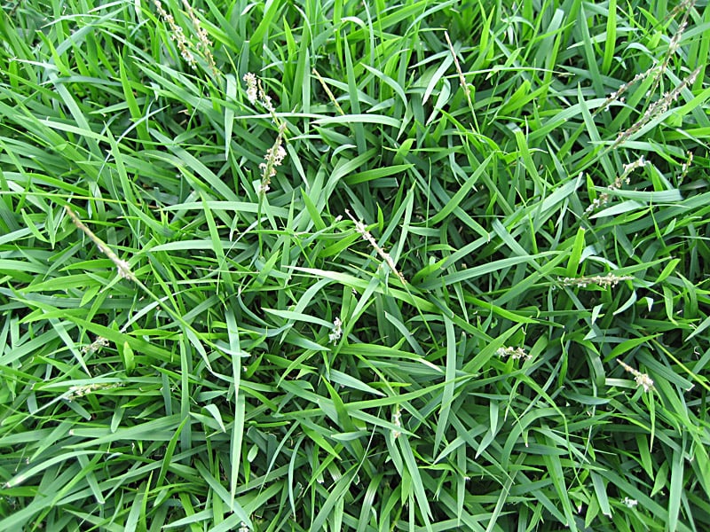 palisades-zoysiagrass