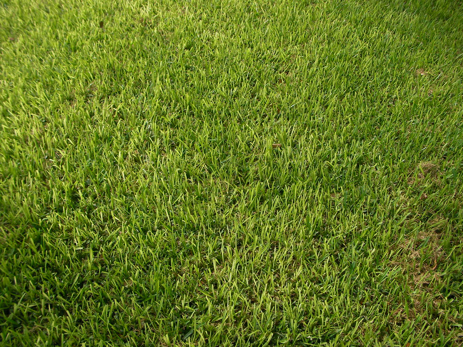 Can I plant grass seed in the winter?