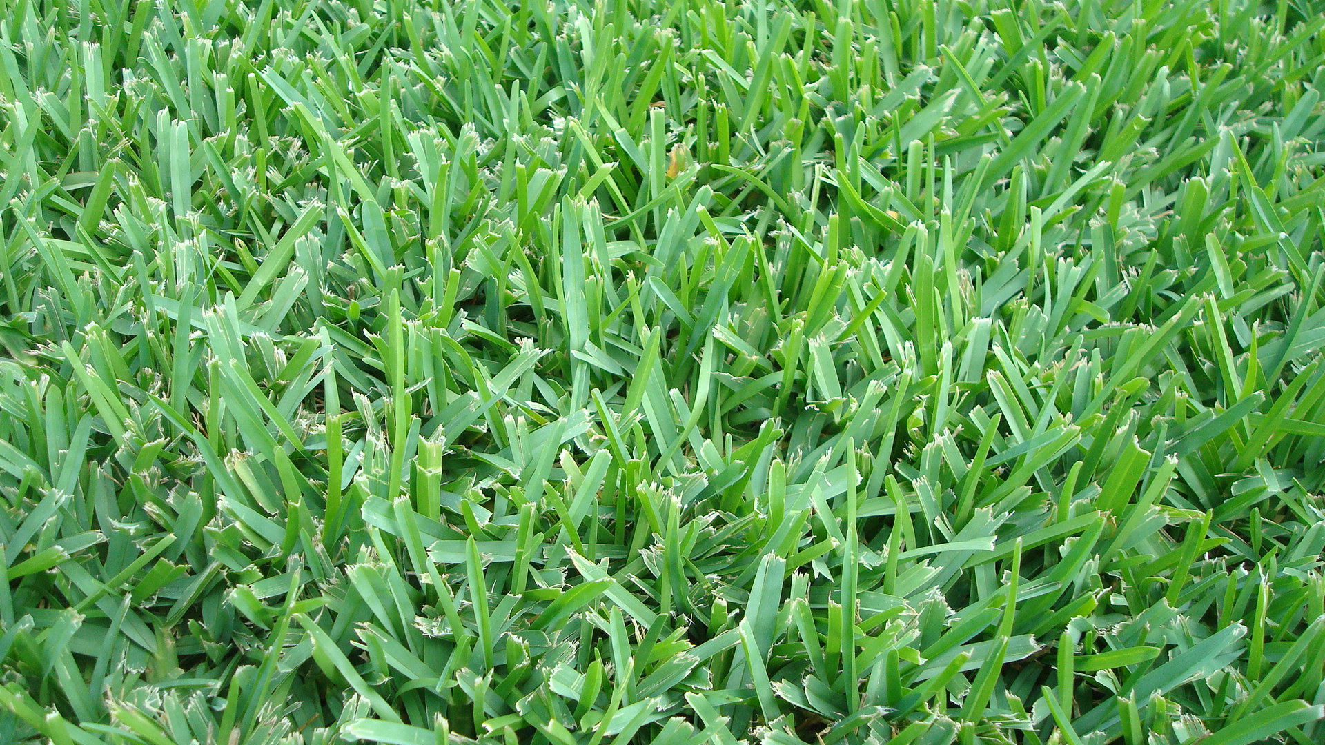 How To Identify Austin Grass Types 