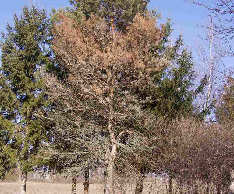 Pine Tree Diseases And How To Treat Them