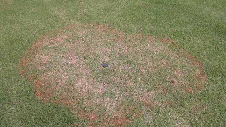 Common Lawn Diseases And How To Identify Them