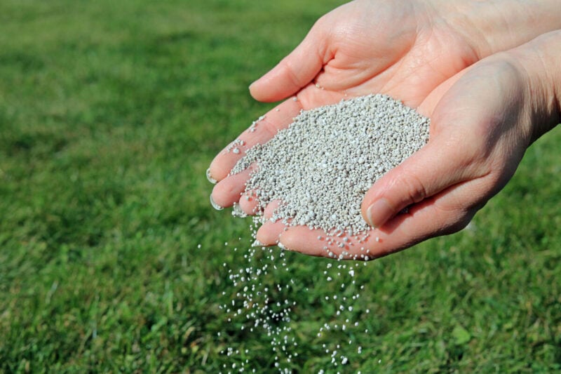 When To Fertilize Fescue