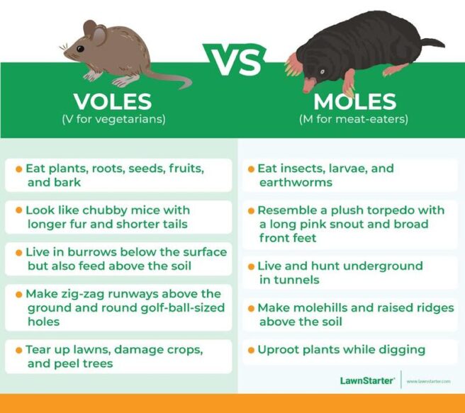 Voles Vs Moles How To Tell The Difference