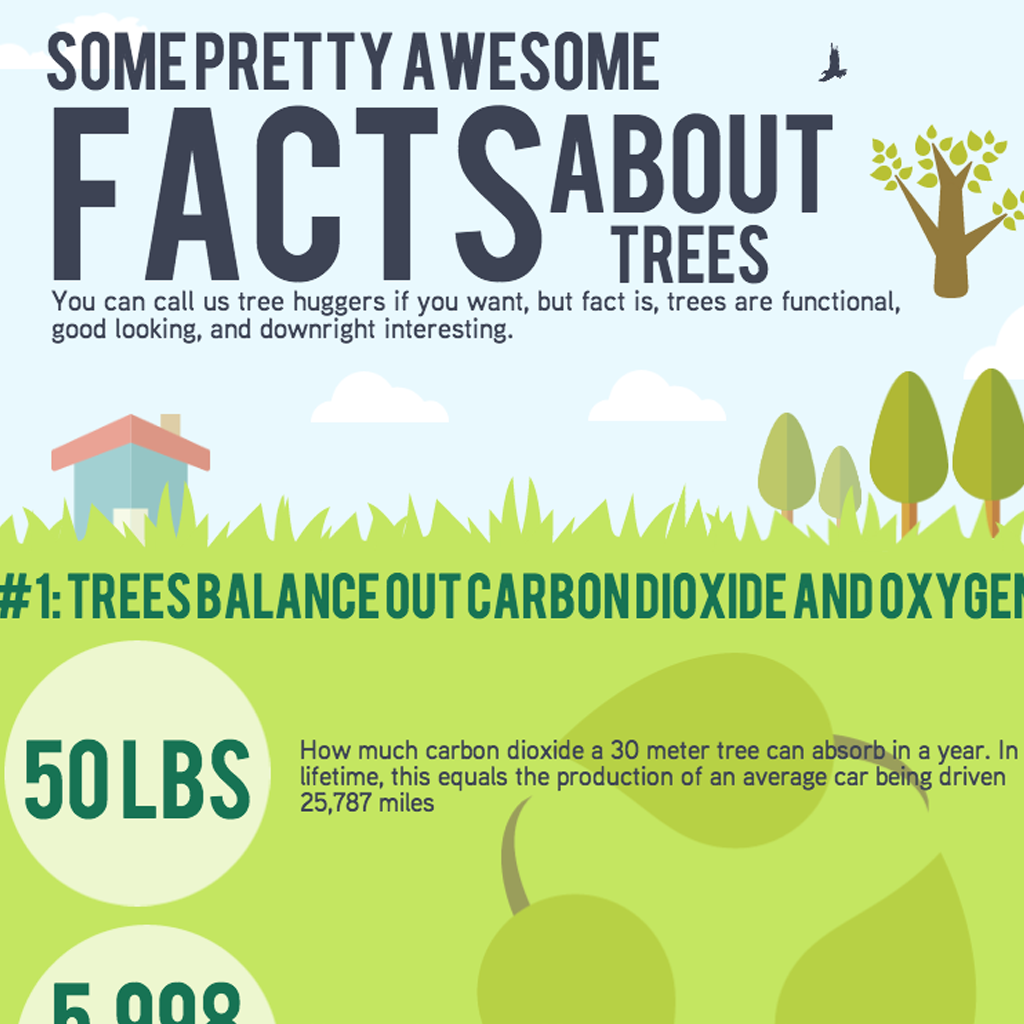 Surprising Facts About Trees Facts About Trees Amazin