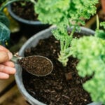 What Is Organic Fertilizer?