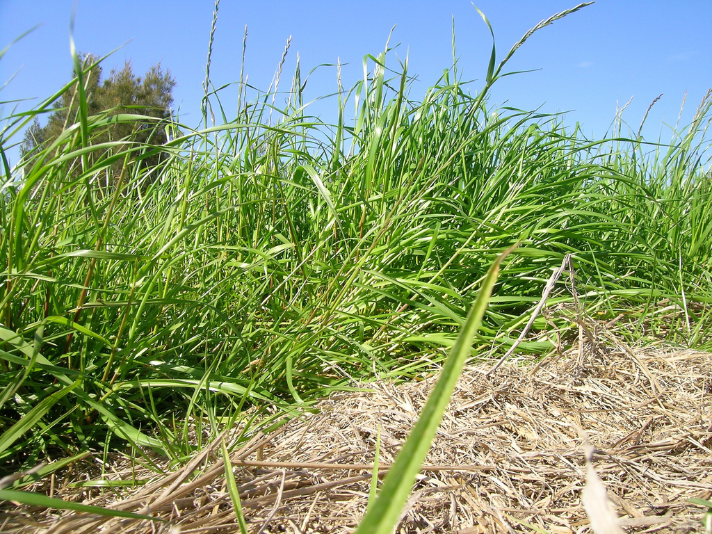 ryegrass perennial grass types weeds tn popular grasses lawn weed characteristics nashville lawnstarter denver south clemson university
