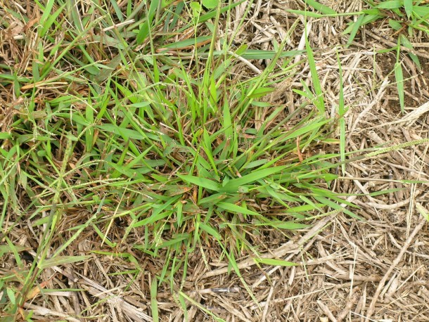 5 Weeds Ruining Your Jacksonville Lawn and What to do