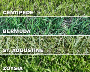 Which grass type should I use on my Tampa, FL lawn?