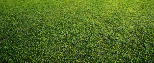 4 Lawn Care Tips for Tampa Bay, FL