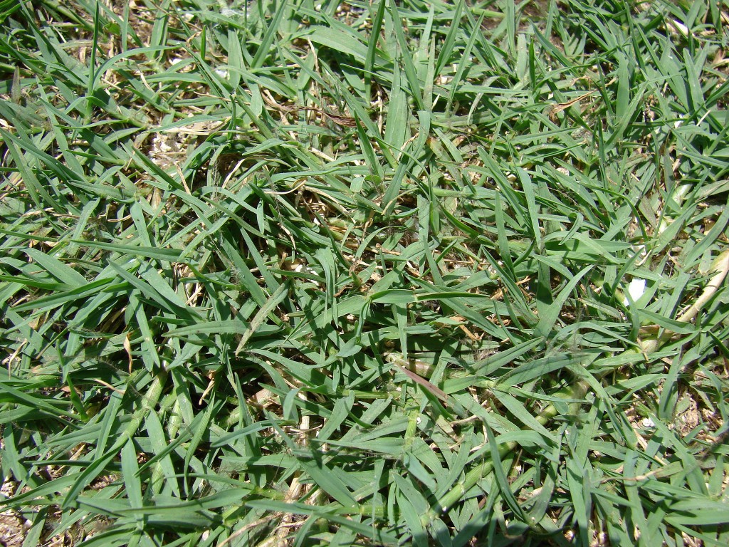 Seasonal Lawn Maintenance Guide For Atlanta Lawnstarter   Bermudagrass 1024x768 