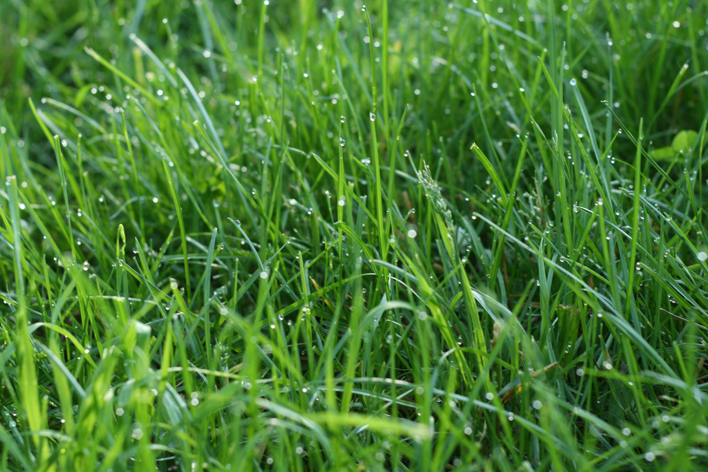 the-best-grass-to-establish-a-lawn-in-richmond-va-lawnstarter