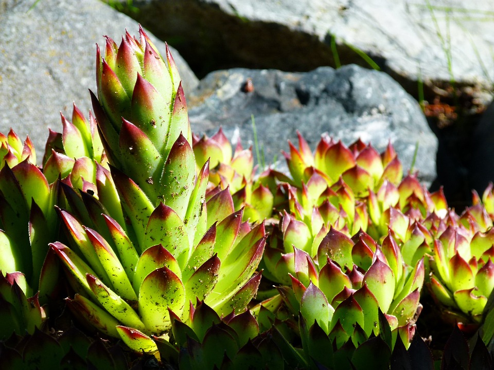 5 easy succulents for atlanta - lawnstarter