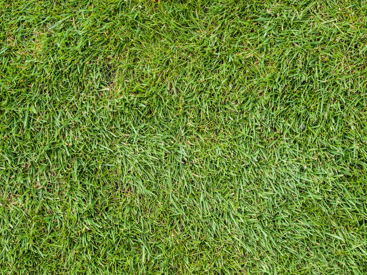 Grass Types That Thrive In Granbury Tx Lawns