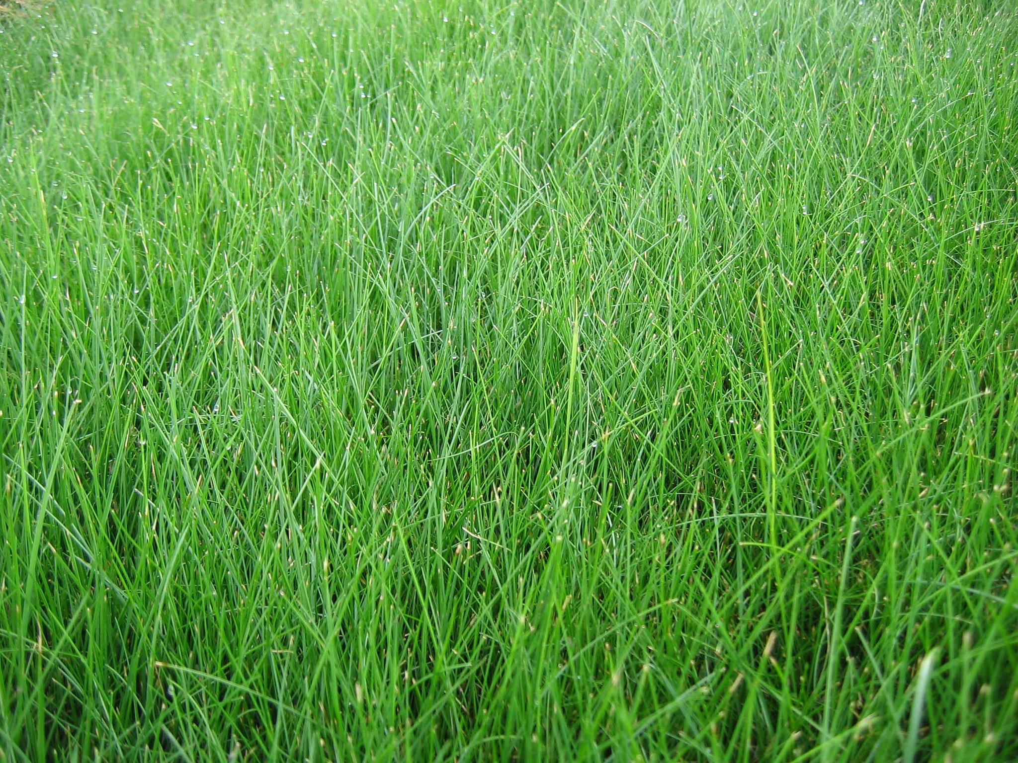 Guide to Des Moines Grass Types - News And Tips By Robert