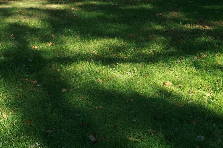 The 4 Best Grass Types for Sandy Soils (Virginia Beach, VA) - Lawnstarter