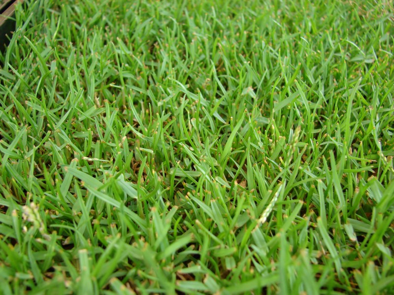 The 4 Best Grass Types for Sandy Soils (Virginia Beach, VA) - Lawnstarter