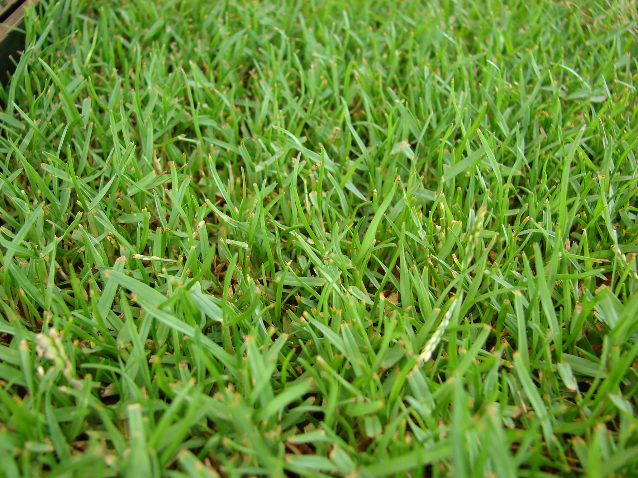 The 4 Best Grass Types For Sandy Soils Virginia Beach VA Lawnstarter