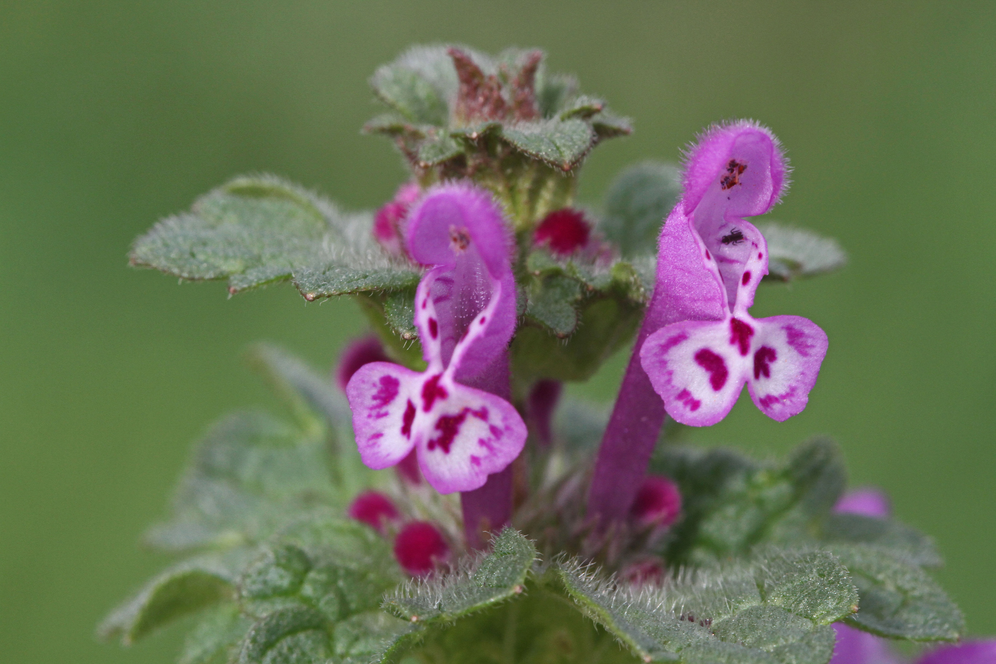 Lamium amplexicaule