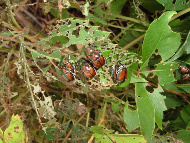 7 Common Lawn Pests in Atlanta, GA