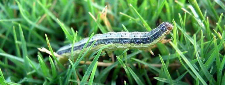 download army worms lawn