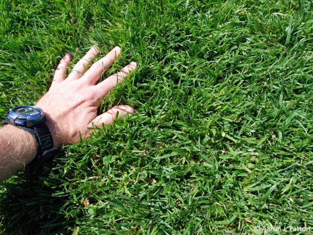 These Are 4 Grass Types That Thrive in Birmingham Lawns - Lawnstarter