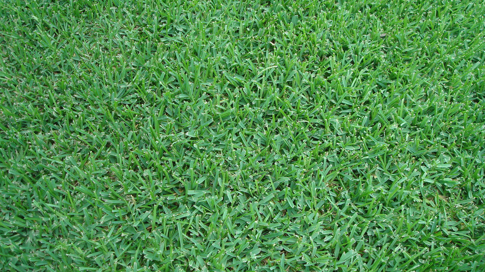 How To Care For New Sod St Augustine / St Augustinegrass Yearly ...