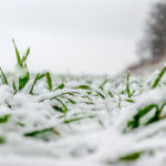 Tips for Winter Lawn Care in Birmingham, AL