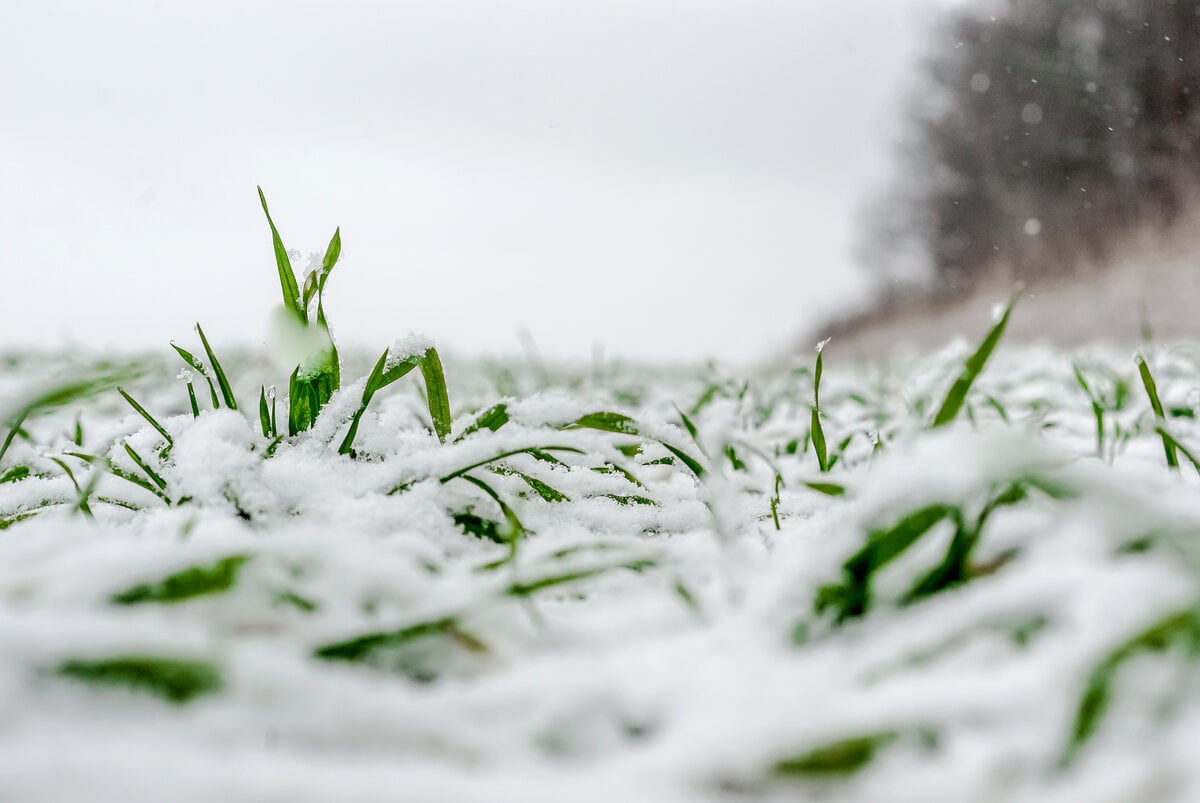 Snowfall on grass