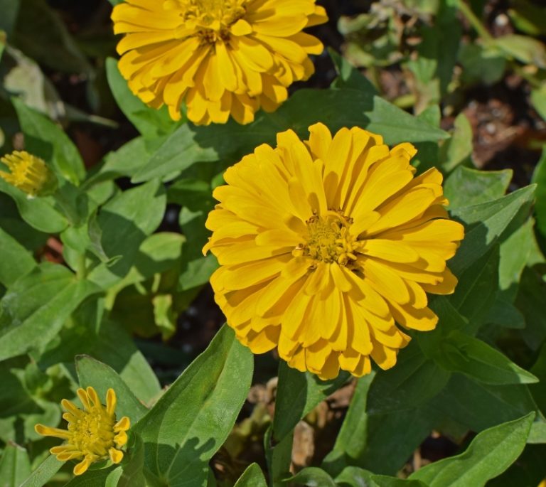 5-flowers-that-don-t-attract-bees-in-provo-ut-lawnstarter