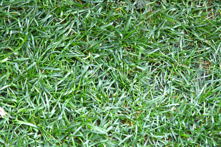 A Guide to Grass Types for Your Philadelphia Lawn