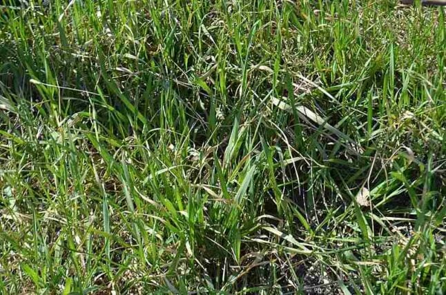 4 Best Grass Types for Seattle, WA