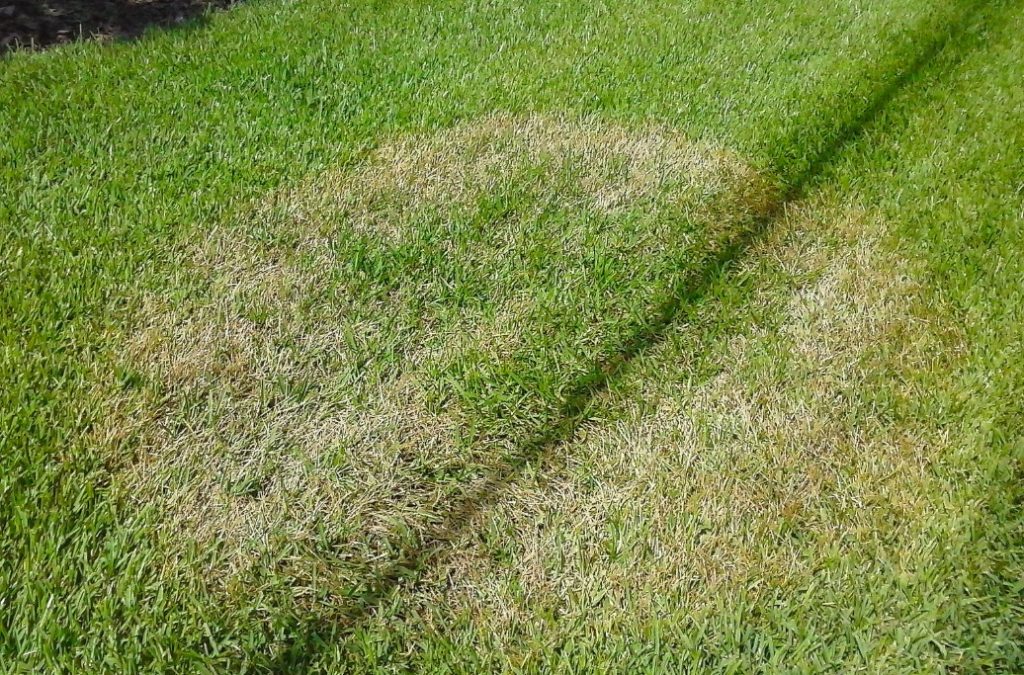 4 Common Lawn Diseases Found In Massachusetts