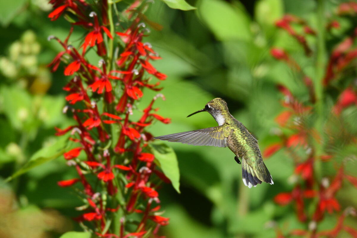 Ruby-Throated Hummingbird Female Feeding from Cardinal Flower