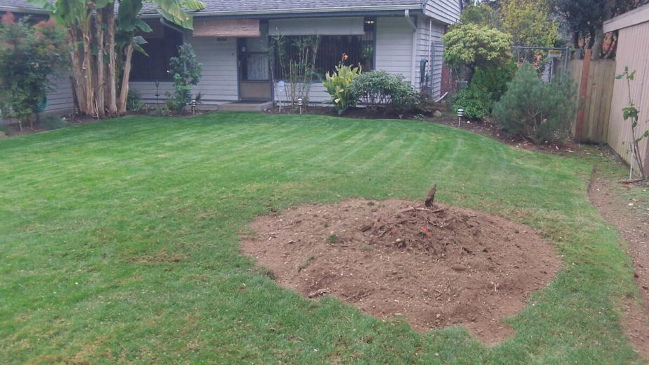 planting-grass-after-stump-grinding-lawnstarter