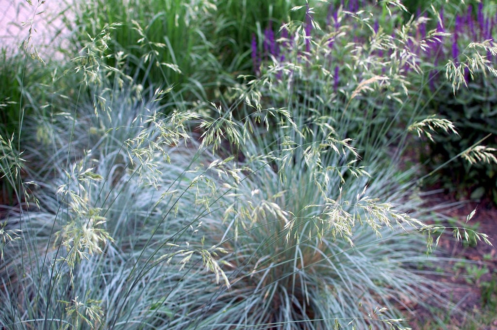 Drought-resistant Elijah Blue Fescue