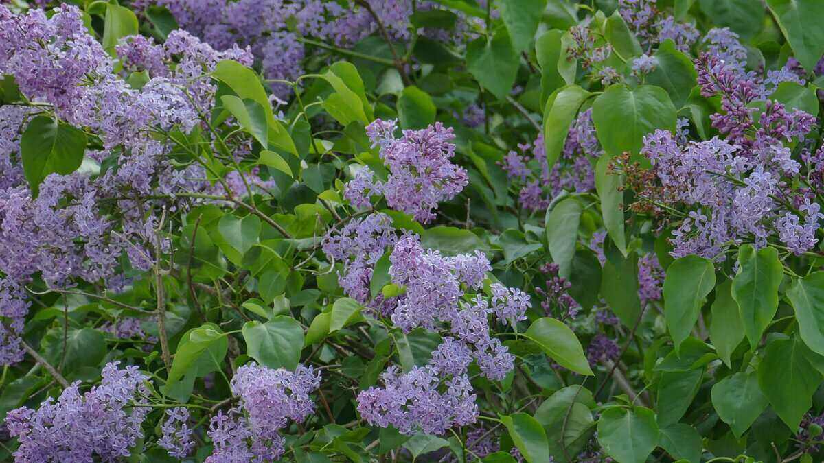 How to Control Lilac Sucker Growth (2024)