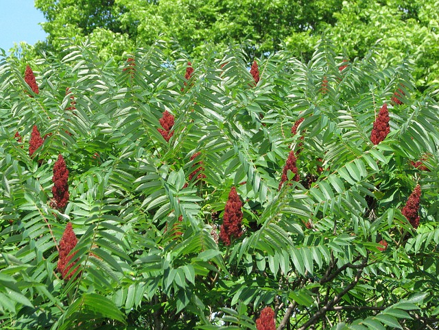 sumac