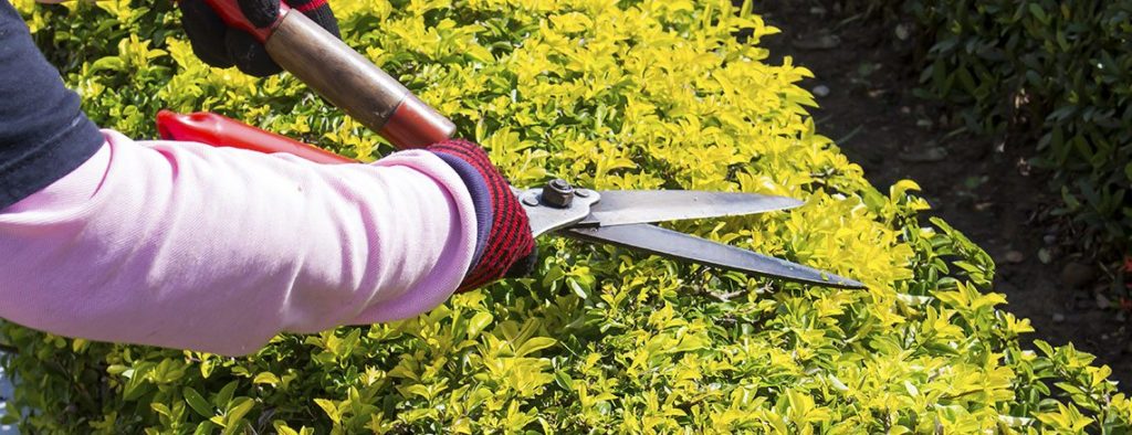 How to Get Your Yard Ready for Spring in Minneapolis, MN - LawnStarter