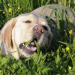 Is It OK for Your Dog to Eat Grass?