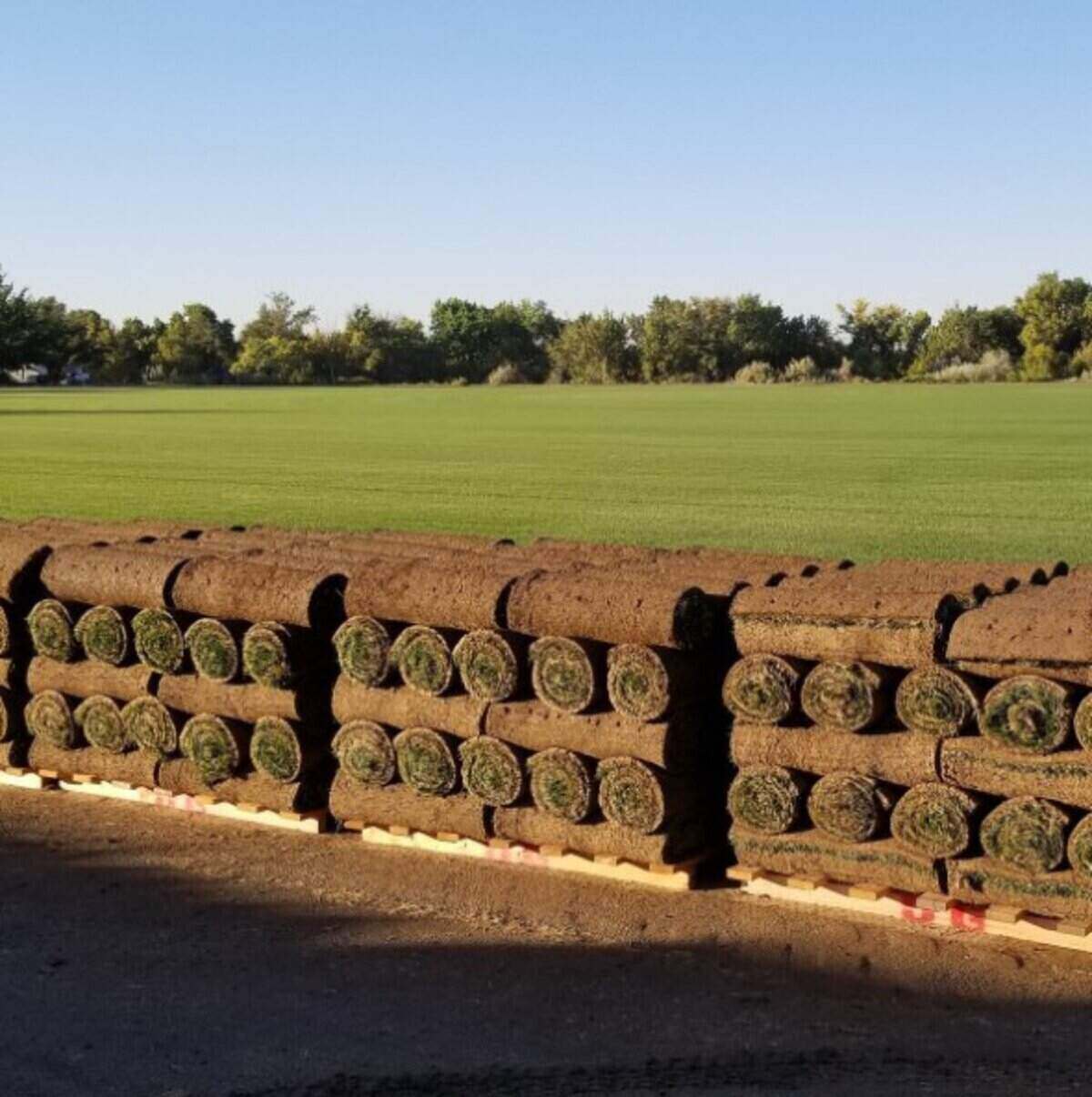 How To Lay Sod A Step by Step Guide Lawnstarter