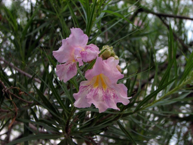 Best Native Plants for Your Austin Garden