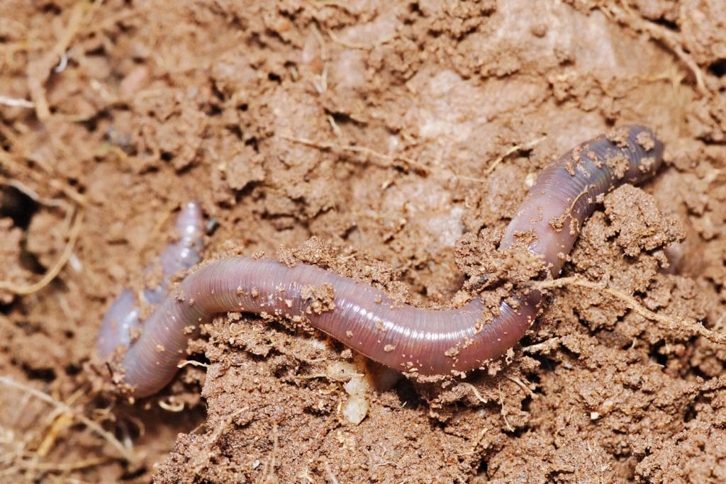 How Earthworms Help Your Lawn Grass And Soil Lawnstarter