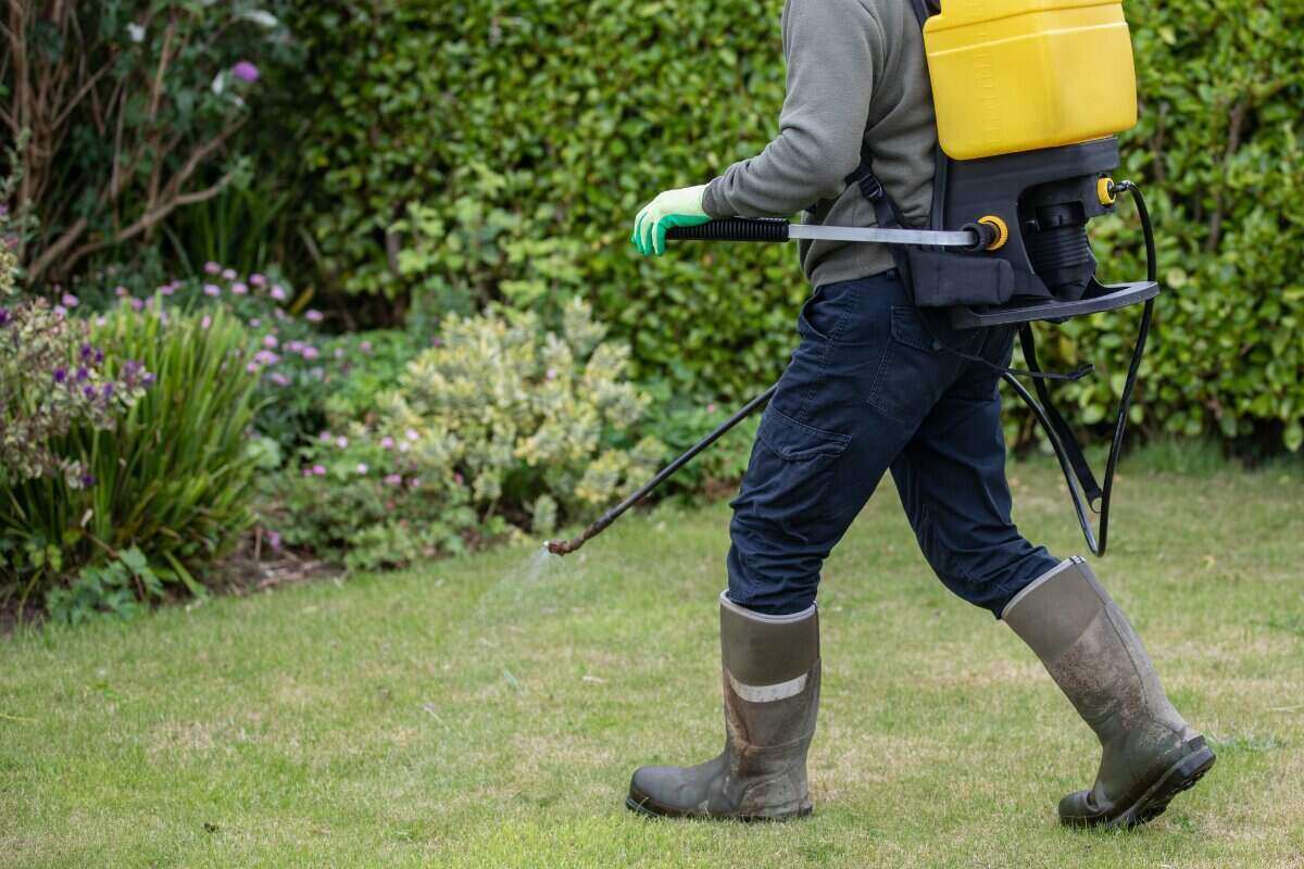 How To Spray Lawns For Weeds Safely And Effectively Lawnstarter