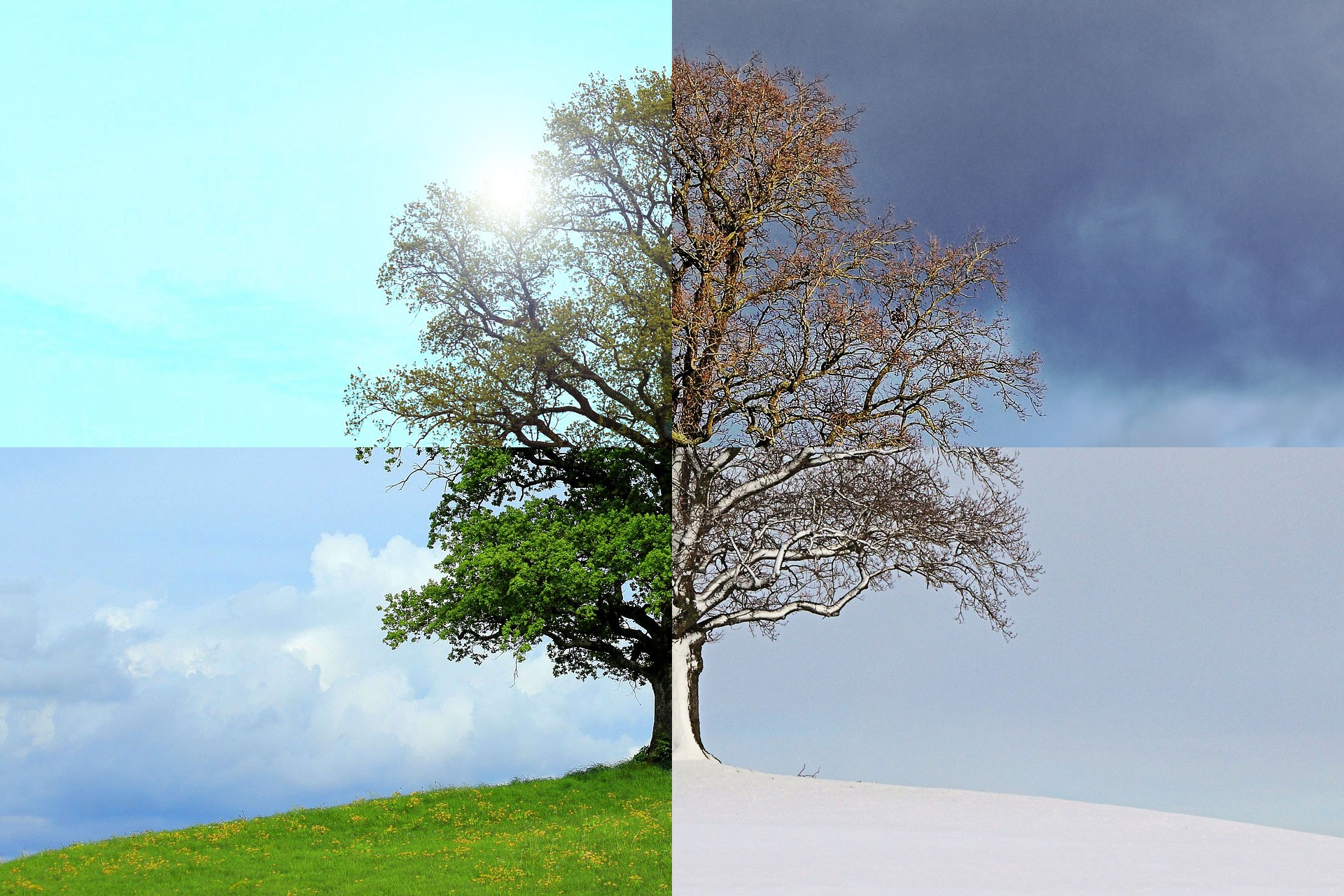 Дерево зимой и летом