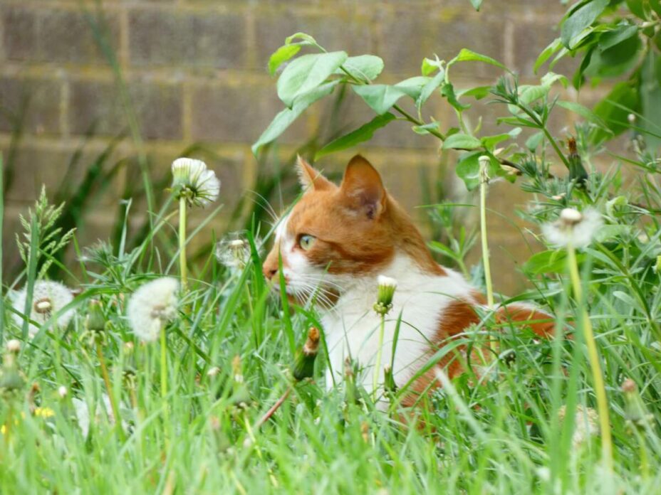 How to Keep Cats Out of Your Yard