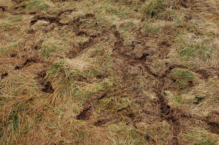 Dealing With Voles, Vole Damage in Lawns - Lawnstarter