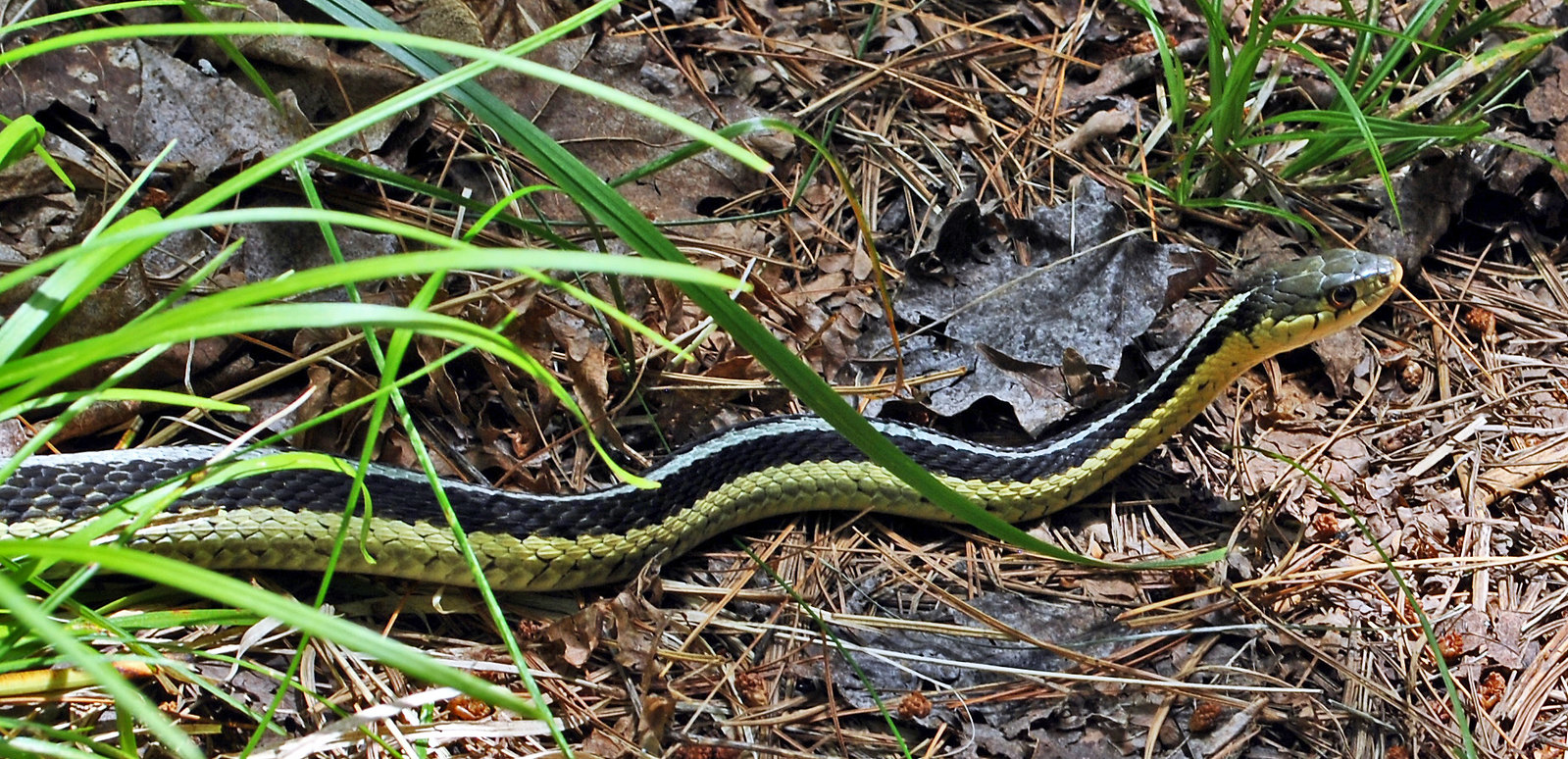 Garter Snake In The Garden Let It Be Lawnstarter