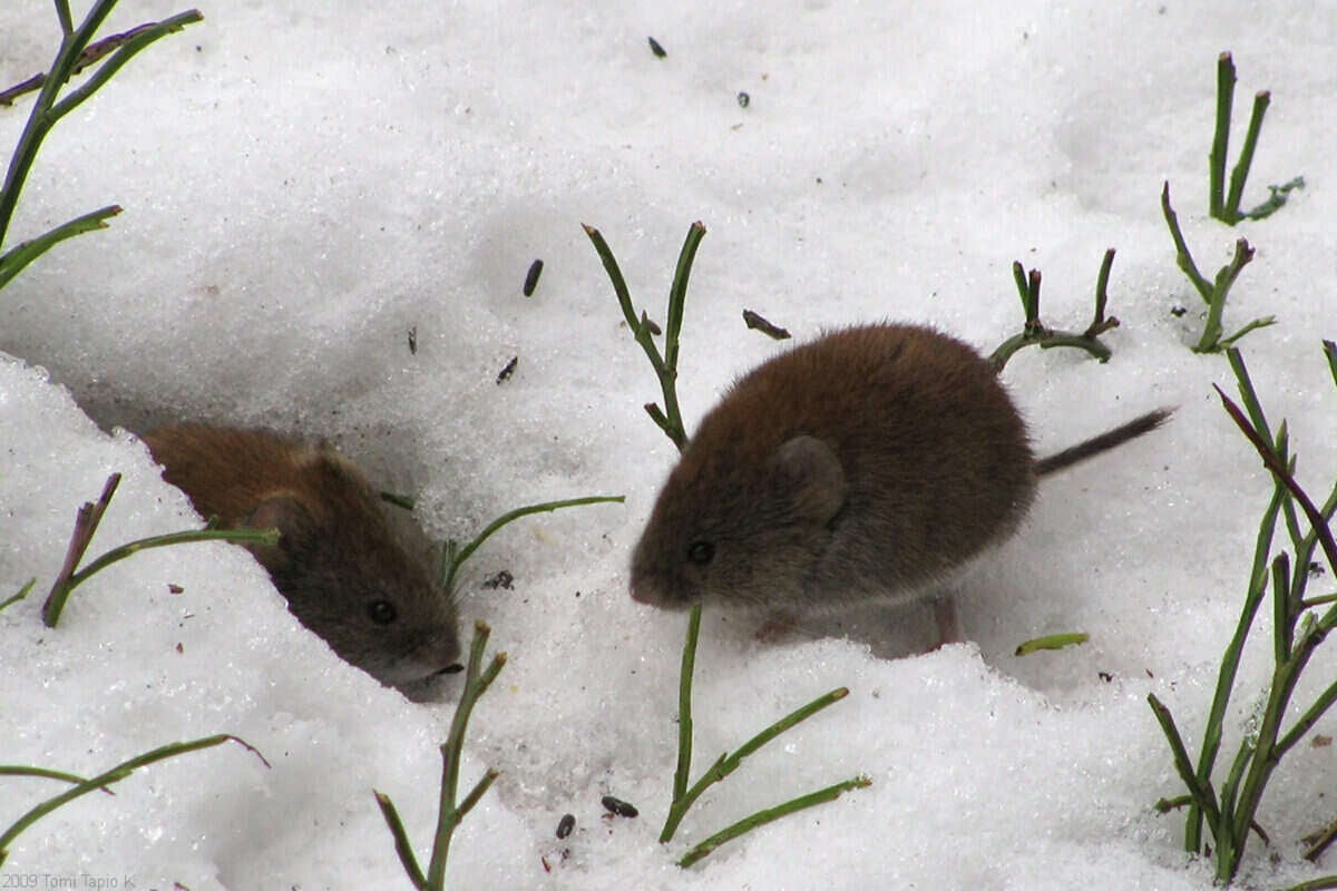 How to Get Rid of Voles in the Yard