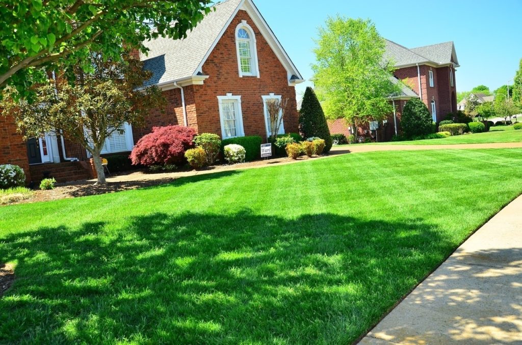 fresh-cut-grass-smell-is-your-lawn-s-shriek-of-despair-science-says